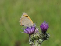 Lycaena phlaeas 77, Kleine vuurvlinder, Saxifraga-Luuk Vermeer