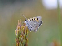 Lycaena phlaeas 78, Kleine vuurvlinder, Saxifraga-Luuk Vermeer