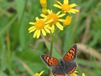 Lycaena phlaeas 93, Kleine vuurvlinder, Saxifraga-Tom Heijnen