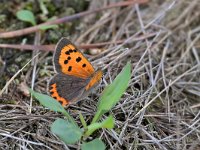 Lycaena phlaeas 97, Kleine vuurvlinder, Saxifraga-Tom Heijnen