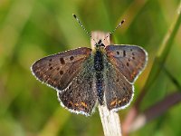 Lycaena tityrus 70, Bruine vuurvlinder, Saxifraga-Hans Dekker