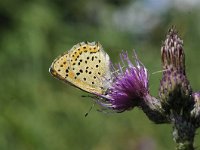 Lycaena tityrus 74, Bruine vuurvlinder, Saxifraga-Luuk Vermeer