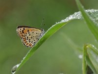 Lycaena tityrus 80, Bruine vuurvlinder, Saxifraga-Luuk Vermeer