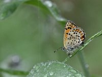 Lycaena tityrus 82, Bruine vuurvlinder, Saxifraga-Luuk Vermeer