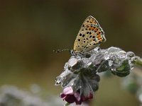 Lycaena tityrus 85, Bruine vuurvlinder, Saxifraga-Luuk Vermeer