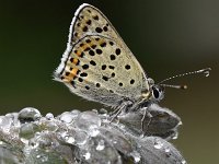 Lycaena tityrus 87, Bruine vuurvlinder, Saxifraga-Luuk Vermeer