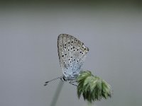 Lycaena tityrus ssp subalpinus 88, Bruine vuurvlinder, Saxifraga-Luuk Vermeer