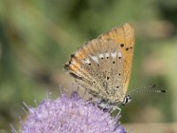 Lycaena virgaureae 130, Morgenrood, Saxifraga-Willem van Kruijsbergen