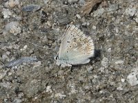 Lysandra coridon (Polyommatus)