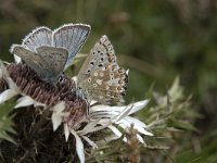 Lysandra coridon 11, Bleek blauwtje, Saxifraga-Willem van Kruijsbergen