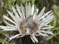 Lysandra coridon 6, Bleek blauwtje, Saxifraga-Willem van Kruijsbergen