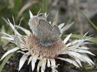 Lysandra coridon 9, Bleek blauwtje, Saxifraga-Willem van Kruijsbergen