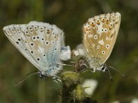 Lysandra coridon 10, Bleek blauwtje, Saxifraga-Marijke Verhagen