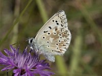 Lysandra coridon 100, Bleek blauwtje, Saxifraga-Willem van Kruijsbergen