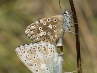 Lysandra coridon 104, Bleek blauwtje, Saxifraga-Willem van Kruijsbergen