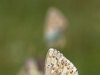 Lysandra coridon 113, Bleek Blauwtje, Saxifraga-Luuk Vermeer