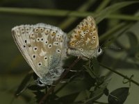 Lysandra coridon 120, Bleek blauwtje, Saxifraga-Marijke Verhagen