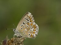 Lysandra coridon 122, Bleek Blauwtje, Saxifraga-Jan van der Straaten