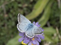 Lysandra coridon 149, Bleek blauwtje, Saxifraga-Willem van Kruijsbergen
