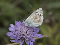 Lysandra coridon 150, Bleek blauwtje, Saxifraga-Willem van Kruijsbergen