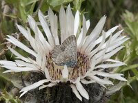 Lysandra coridon 153, Bleek blauwtje, Saxifraga-Willem van Kruijsbergen