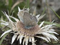 Lysandra coridon 156, Bleek blauwtje, Saxifraga-Willem van Kruijsbergen
