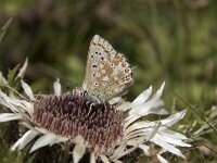 Lysandra coridon 157, Bleek blauwtje, Saxifraga-Willem van Kruijsbergen