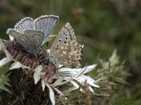 Lysandra coridon 158, Bleek blauwtje, Saxifraga-Willem van Kruijsbergen