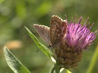 Lysandra coridon 2, Bleek blauwtje, Vlinderstichting-Kars Veling