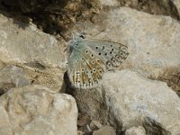 Lysandra coridon 22, Bleek blauwtje, male, Saxifraga-Jan van der Straaten