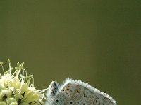 Lysandra coridon 27, Bleek blauwtje, male, Saxifraga-Jan van der Straaten