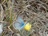 Lysandra coridon 32, Bleek blauwtje, male, Saxifraga-Jan van der Straaten