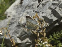 Lysandra coridon 39, Bleek blauwtje, male, Saxifraga-Marijke Verhagen