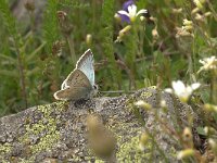 Lysandra coridon 4, Bleek blauwtje, Vlinderstichting-Kars Veling