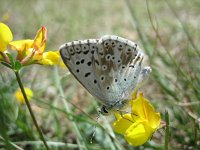 Lysandra coridon 59, Bleek blauwtje, Saxifraga-Arthur van Dijk