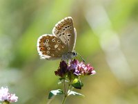 Lysandra coridon 60, Bleek blauwtje, female, Saxifraga-Arthur van Dijk