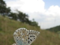 Lysandra coridon 65, Bleek blauwtje, Saxifraga-Rob Felix : Animalia, Arthropoda, Insecta, Lepidoptera, animal, arthropod, butterfly, dier, dieren, geleedpotige, geleedpotigen, insect, insecten, vlinder, vlinders