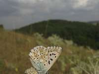 Lysandra coridon 67, Bleek blauwtje, Saxifraga-Rob Felix : Animalia, Arthropoda, Insecta, Lepidoptera, animal, arthropod, butterfly, dier, dieren, geleedpotige, geleedpotigen, insect, insecten, vlinder, vlinders