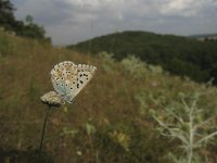 Lysandra coridon 68, Bleek blauwtje, Saxifraga-Rob Felix : Animalia, Arthropoda, Insecta, Lepidoptera, animal, arthropod, butterfly, dier, dieren, geleedpotige, geleedpotigen, insect, insecten, vlinder, vlinders