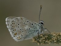 Lysandra coridon 79, Bleek blauwtje, Saxifraga-Wim van Kruijsbergen