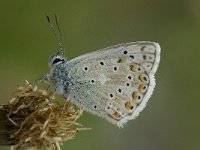 Lysandra coridon 80, Bleek blauwtje, Saxifraga-Willem van Kruijsbergen