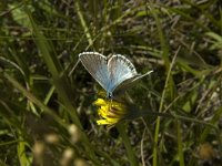 Lysandra coridon 91, Bleek blauwtje, Saxifraga-Marijke Verhagen