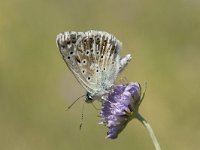 Lysandra coridon 102, Bleek blauwtje, Saxifraga-Willem van Kruijsbergen