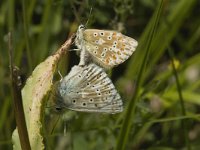 Lysandra coridon 116, Bleek blauwtje, Saxifraga-Marijke Verhagen