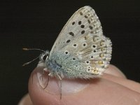 Lysandra coridon 17, Bleek blauwtje, female, Saxifraga-Marijke Verhagen