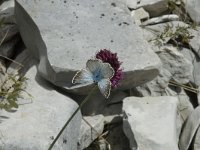 Lysandra coridon 19, Bleek blauwtje, habitat, F, Drome, Treschenu Creyers, Col de Menee, Saxifraga-Marijke Verhagen