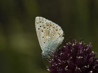 Lysandra coridon 24, Bleek blauwtje, male, Saxifraga-Jan van der Straaten