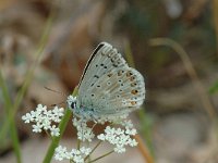 Lysandra coridon 41, Bleek blauwtje, Saxifraga-Jan van der Straaten