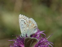 Lysandra coridon 43, Bleek blauwtje, Saxifraga-Jan van der Straaten