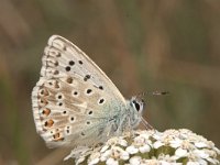 Lysandra coridon 50, Bleek blauwtje, Vlinderstichting-Kars Veling